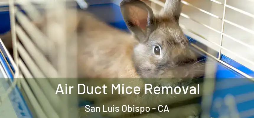 Air Duct Mice Removal San Luis Obispo - CA